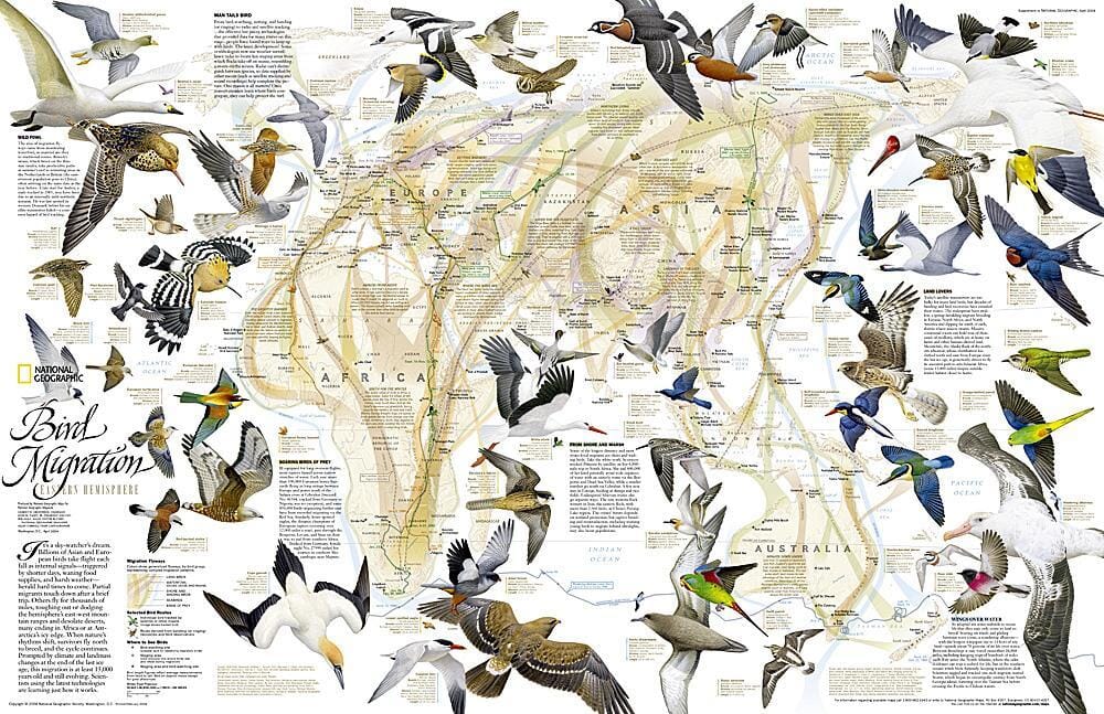 2004 Bird Migration Eastern Hemisphere Map Wall Map 