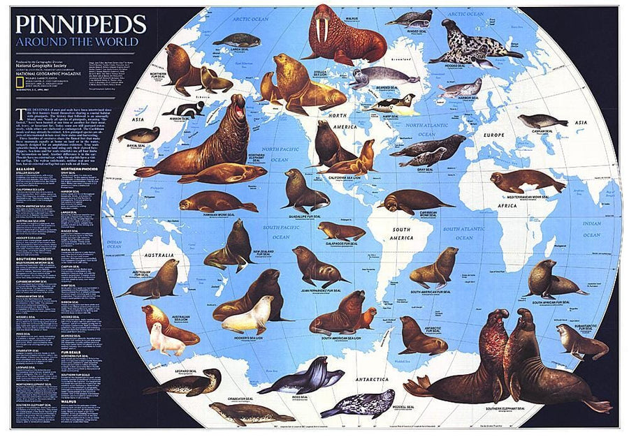 1987 Pinnipeds Around the World Map Wall Map 